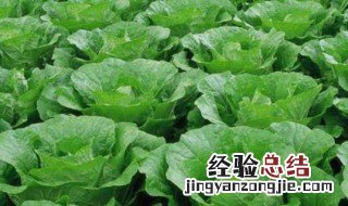 胶白菜怎么吃 胶白菜的做法介绍