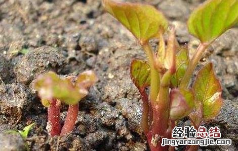 紫薯发芽了还能吃吗? 紫薯发芽了还能吃吗