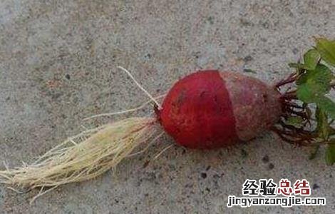 紫薯发芽了还能吃吗? 紫薯发芽了还能吃吗