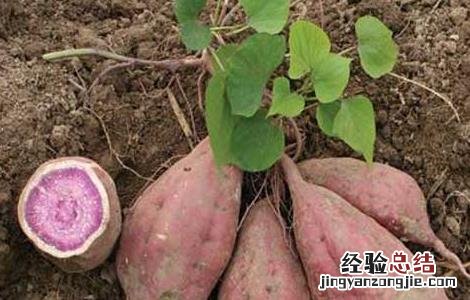 紫薯发芽了还能吃吗? 紫薯发芽了还能吃吗