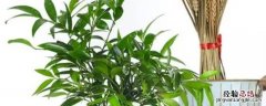 驱蚊竹驱蚊有用吗 驱蚊竹真的驱蚊吗