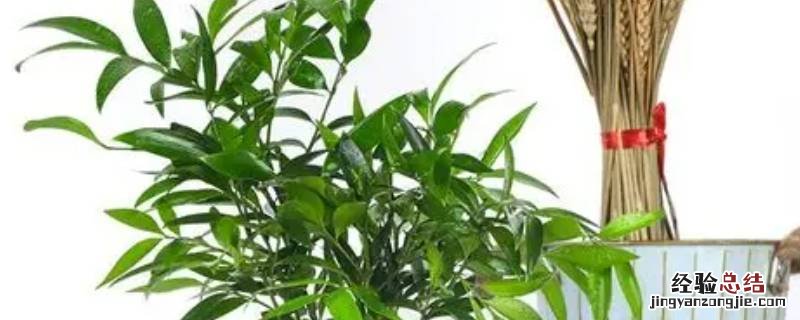 驱蚊竹驱蚊有用吗 驱蚊竹真的驱蚊吗