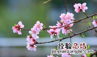 吾生愿牵尘是什么意思 吾生愿牵尘后面接什么