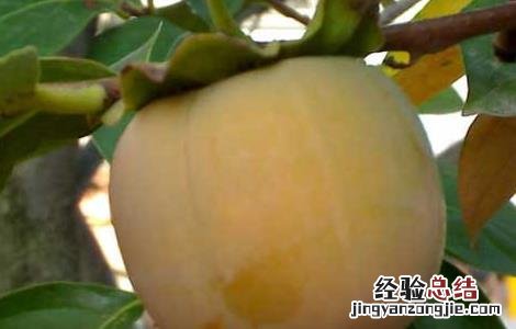 柿子和香蕉能一起吃吗 柿子和香蕉能一起吃吗?_有问必答_快速问医生