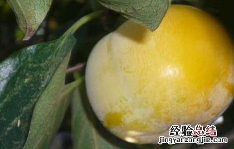柿子和香蕉能一起吃吗 柿子和香蕉能一起吃吗?_有问必答_快速问医生