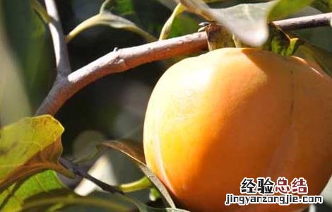 柿子和香蕉能一起吃吗 柿子和香蕉能一起吃吗?_有问必答_快速问医生
