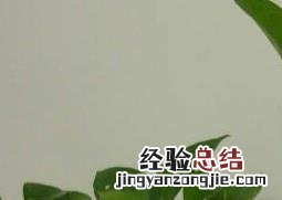 绿萝水培根茎怎么剪切 绿萝水培根茎从哪剪切