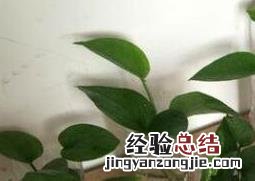 绿萝水培根茎怎么剪切 绿萝水培根茎从哪剪切