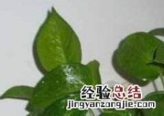 绿萝繁殖 绿萝怎么繁殖