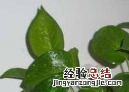 绿萝繁殖 绿萝怎么繁殖