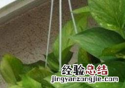 绿萝繁殖 绿萝怎么繁殖