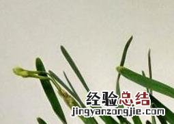 水仙花怎么养殖方法 水仙花怎么养
