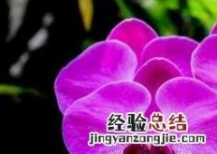 蝴蝶兰如何养护 蝴蝶兰如何养