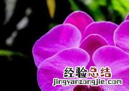蝴蝶兰如何养护 蝴蝶兰如何养