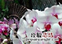 蝴蝶兰如何养护 蝴蝶兰如何养
