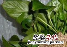 绿萝怎么分盆视频 绿萝怎么分盆