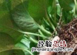 绿萝怎么分盆视频 绿萝怎么分盆
