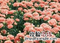 康乃馨如何养殖开花多 康乃馨如何养