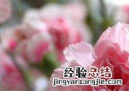 康乃馨如何养殖开花多 康乃馨如何养