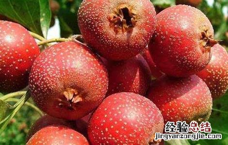 哺乳期能吃山楂吗,会不会回奶 哺乳期能吃山楂吗