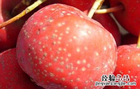 哺乳期能吃山楂吗,会不会回奶 哺乳期能吃山楂吗