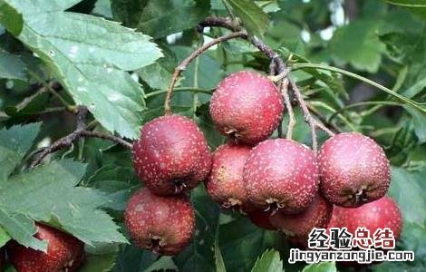 哺乳期能吃山楂吗,会不会回奶 哺乳期能吃山楂吗