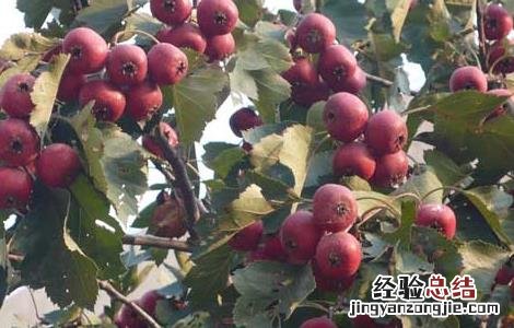 哺乳期能吃山楂吗,会不会回奶 哺乳期能吃山楂吗