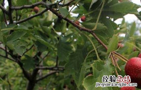山楂不能和什么一起吃 山楂不能和什么水果一起吃