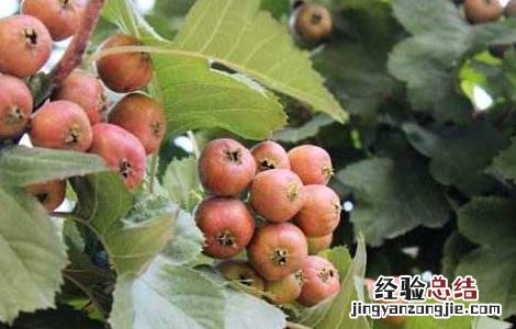 山楂不能和什么一起吃 山楂不能和什么水果一起吃