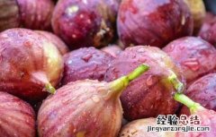 无花果的皮可以吃吗有营养吗 无花果的皮可以吃吗