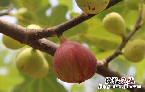 无花果的皮可以吃吗有营养吗 无花果的皮可以吃吗