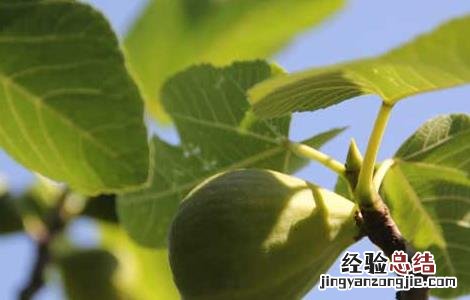 无花果的皮可以吃吗有营养吗 无花果的皮可以吃吗