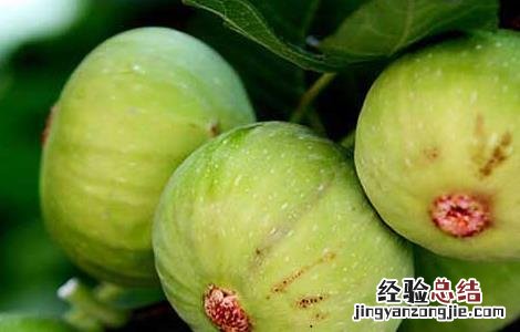 减肥可不可以吃无花果 减肥可以吃无花果吗