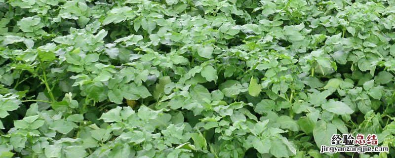 土豆出苗后怎么施肥 土豆出苗后怎么管理