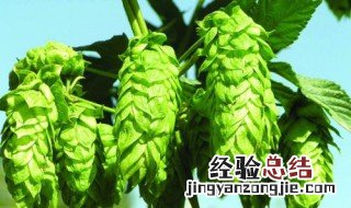 麦芽的功效与作用 这几个一定要牢记