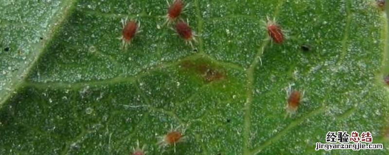 特别小的红色的小蜘蛛是什么 家里有特别小的红色的小蜘蛛是什么