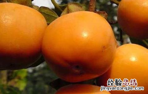 柿子和酸奶能一起吃吗香蕉 柿子和酸奶能一起吃吗