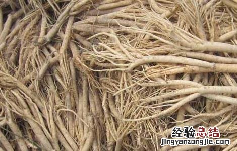 孕妇可以吃党参吗 孕妇可以吃党参炖鸡吗