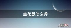 金花鼠怎么养 金花鼠饲养方法