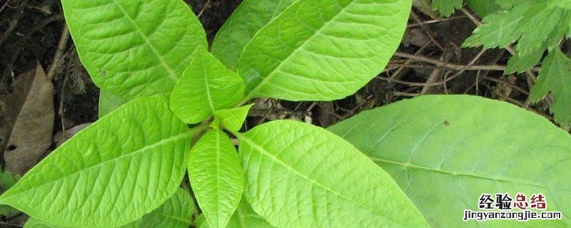 西洋参生长周期什么时候收割 种植西洋参几年能收获