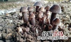 鸡枞菌的功效与作用 关于鸡枞菌的功效与作用