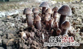 鸡枞菌的功效与作用 关于鸡枞菌的功效与作用