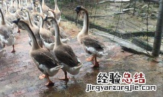1至70天的鹅用料多少斤 你算对了吗