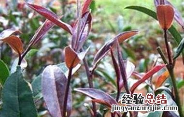 紫芽茶的功效与作用 紫芽茶的功效与作用是什么