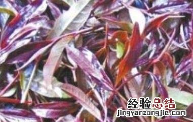 紫芽茶的功效与作用 紫芽茶的功效与作用是什么