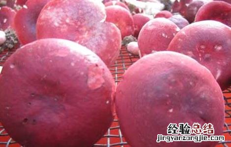 红菇不能和什么一起吃 红菇不能和什么一起吃会中毒