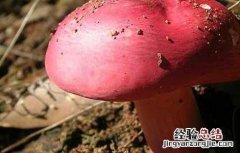 红菇不能和什么一起吃 红菇不能和什么一起吃会中毒