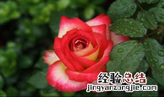 玫瑰花花语是什么意思 玫瑰花花语是什么意思 寓意