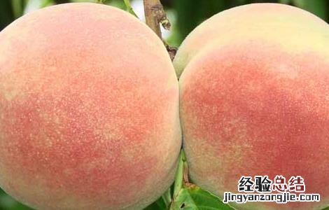 螃蟹和桃子能一起吃吗 螃蟹和桃子能一起吃吗 吃螃蟹竟有这些好处