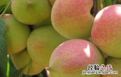 虾和桃子能一起吃吗 虾和桃子能一起吃吗会过敏吗